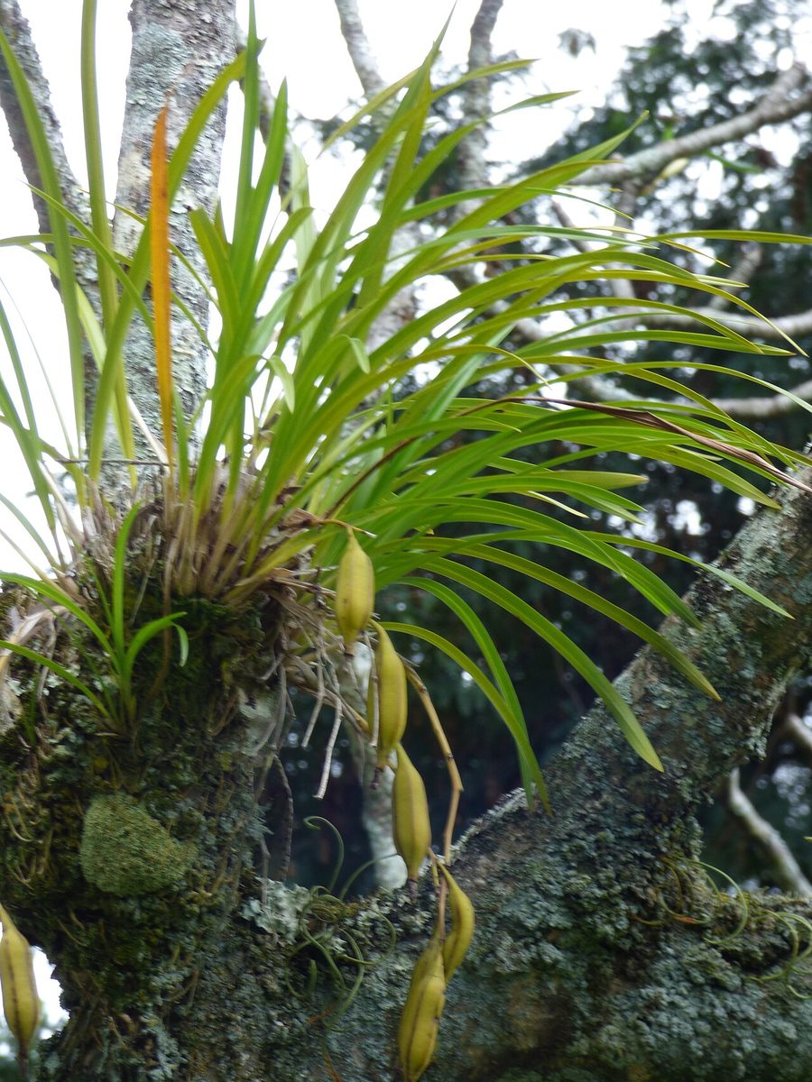 Cymbidium dayanum