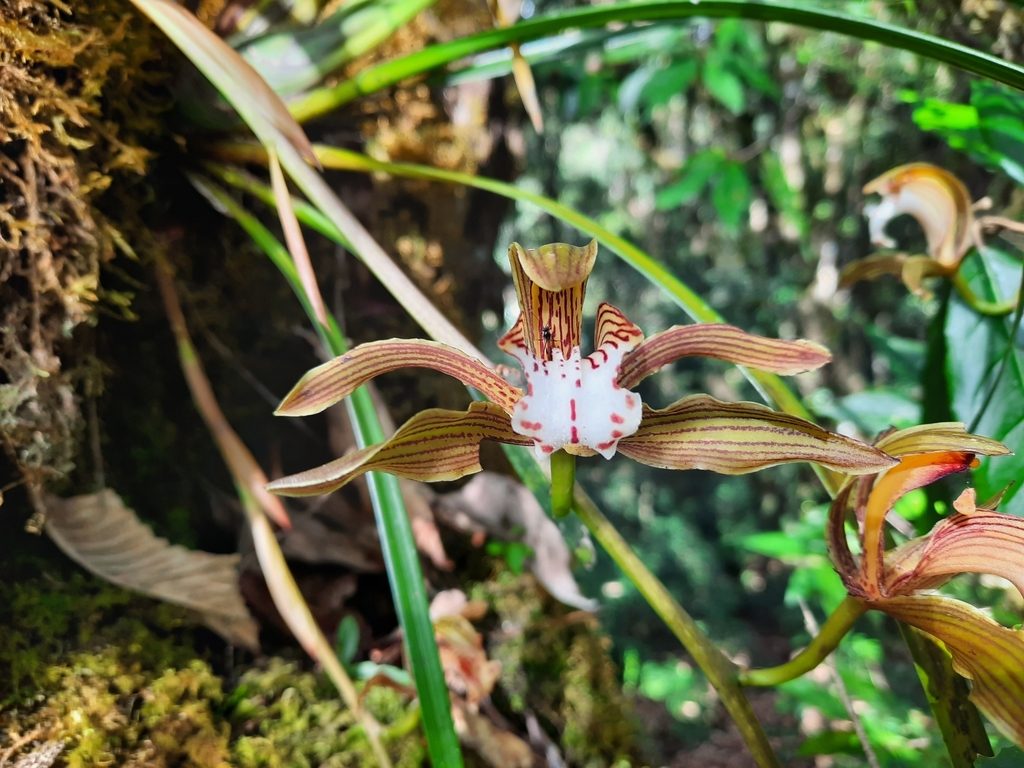 Cymbidium erythraeum
