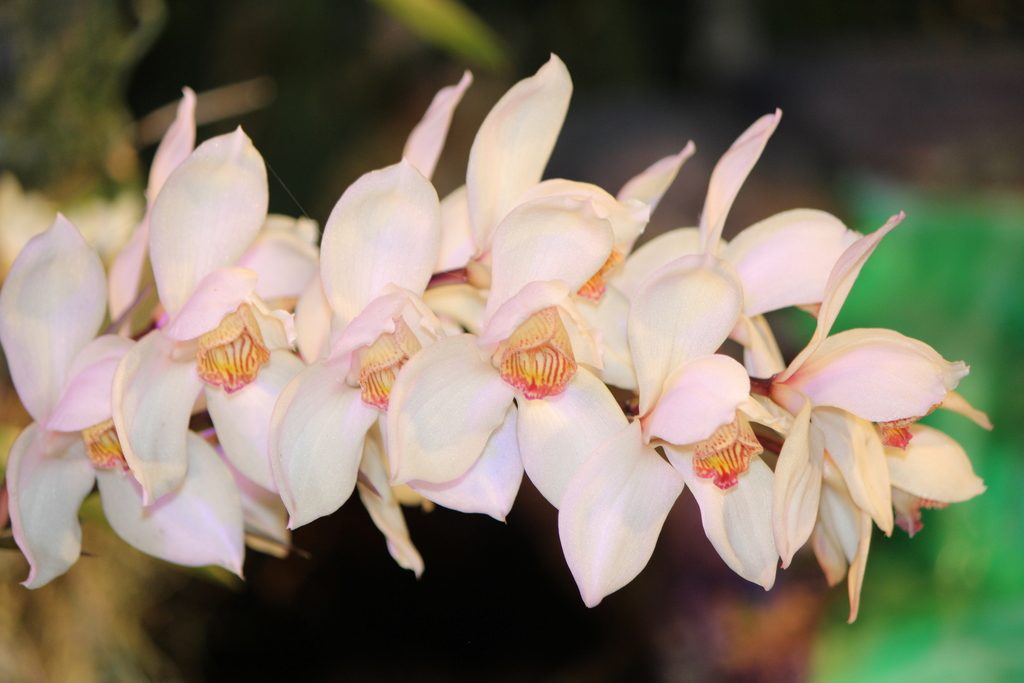 Cymbidium erythrostylum