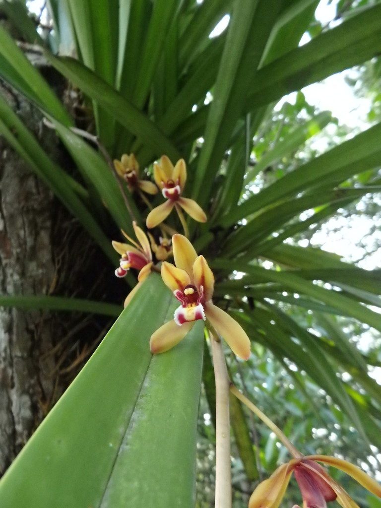 Cymbidium finlaysonianum