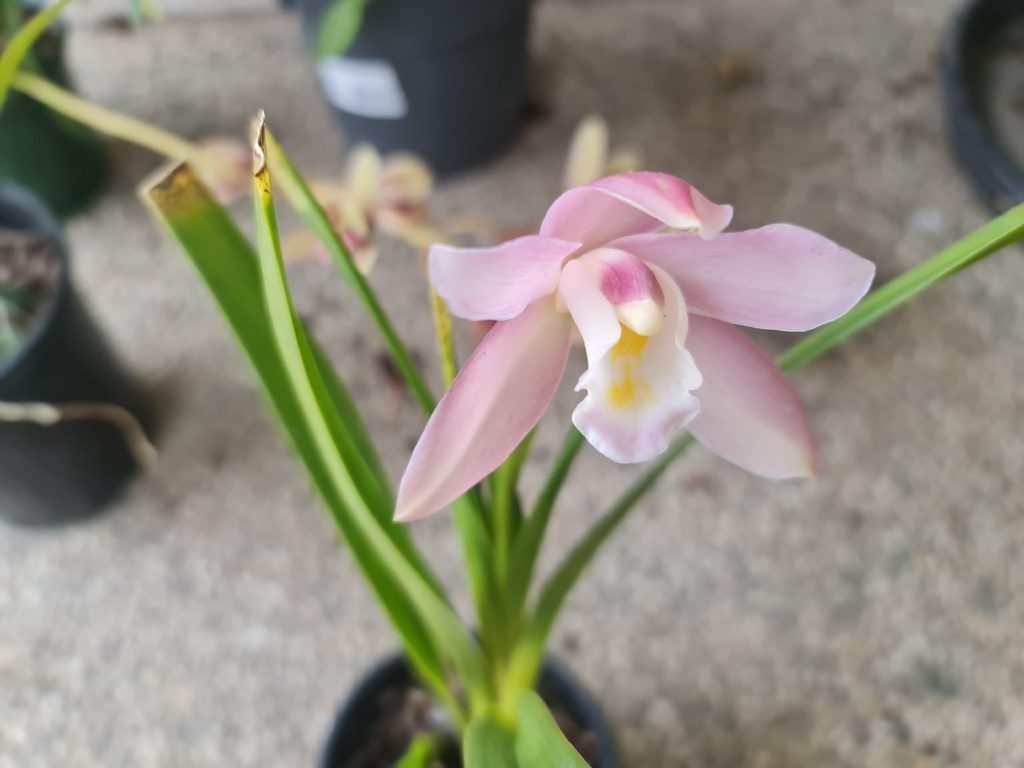 Cymbidium wadae