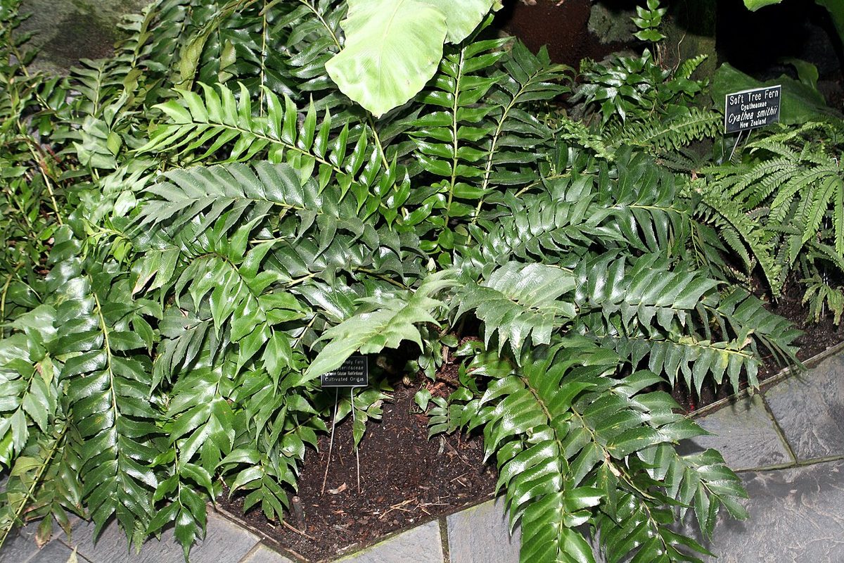 Dryopteridaceae