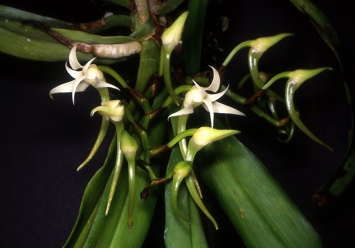 Cyrtorchis
