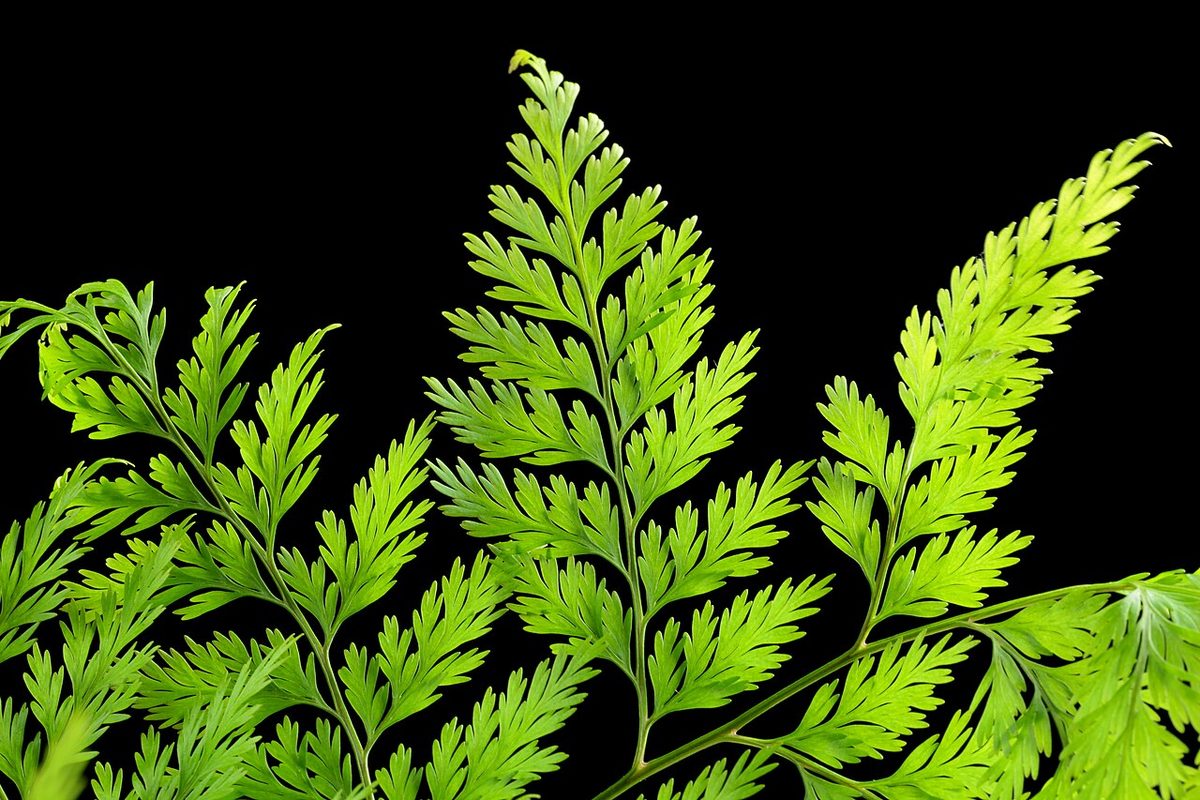 Davalliaceae