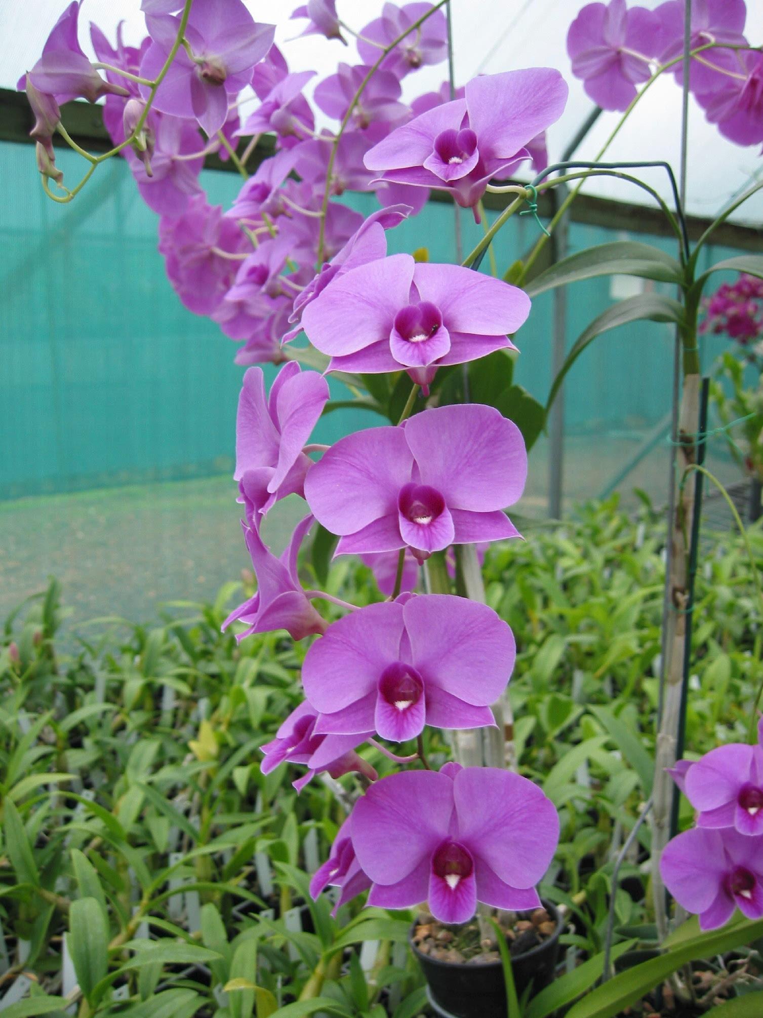 Dendrobium bigibbum subsp. phalaenopsis