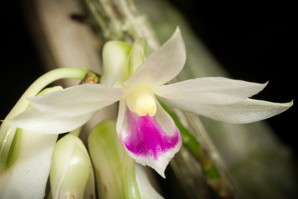 Dendrobium amethystoglossum