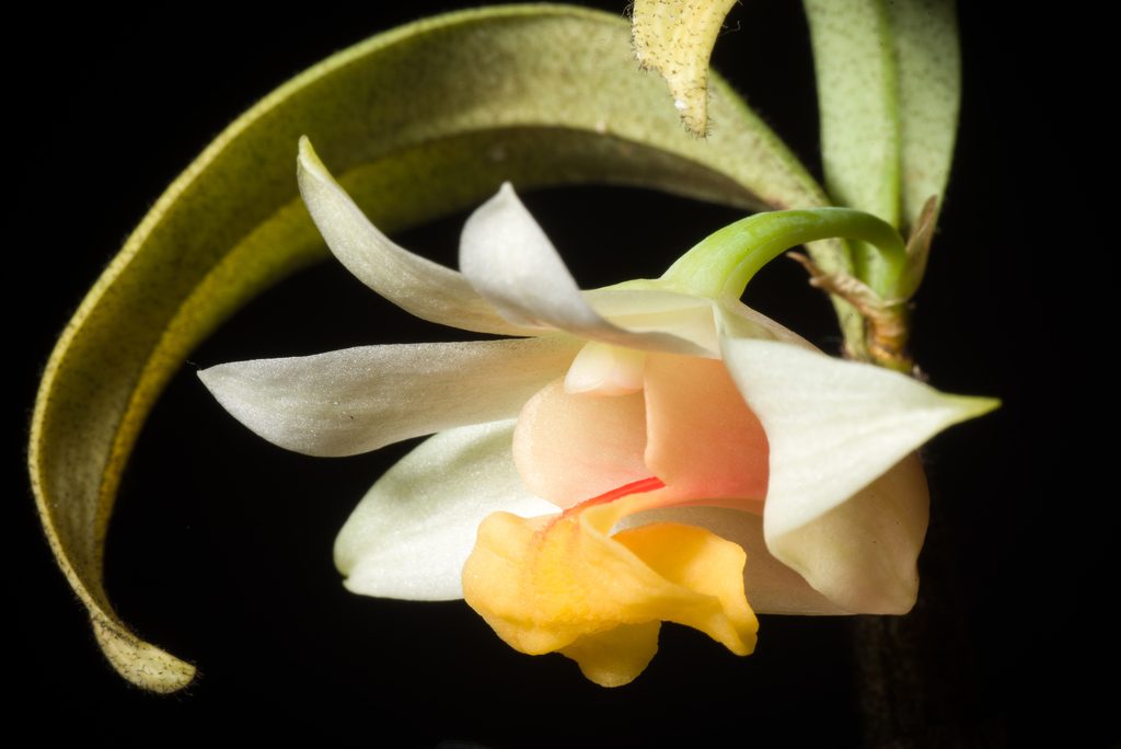 Dendrobium bellatulum