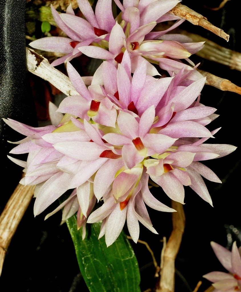 Dendrobium bracteosum