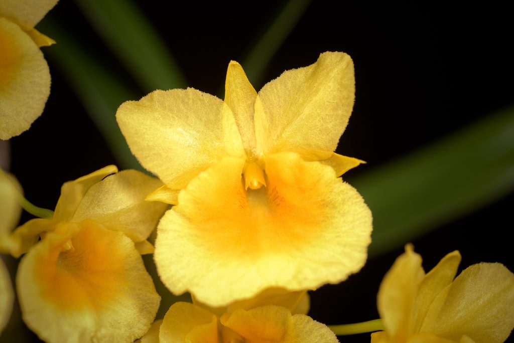 Dendrobium capillipes