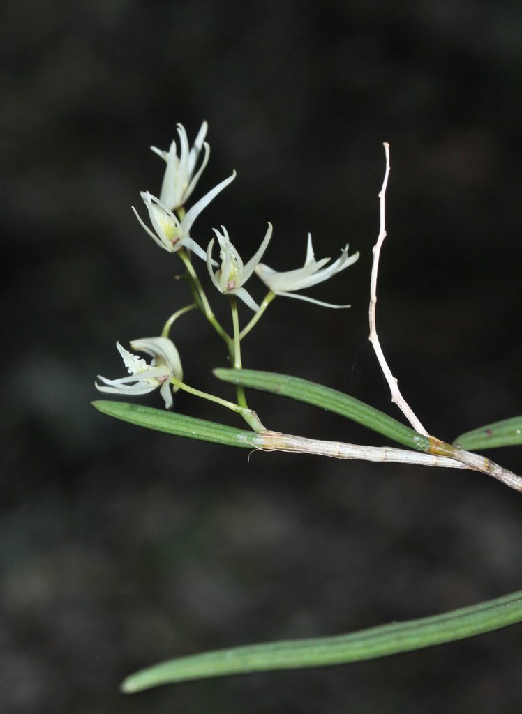 Dendrobium casuarinae