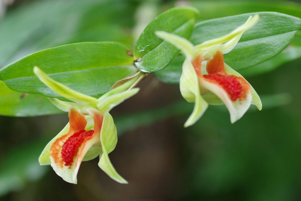 Dendrobium cruentum