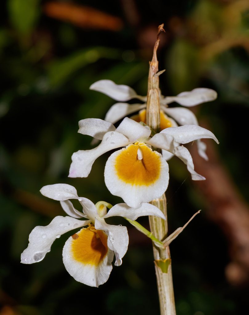 Dendrobium crystallinum