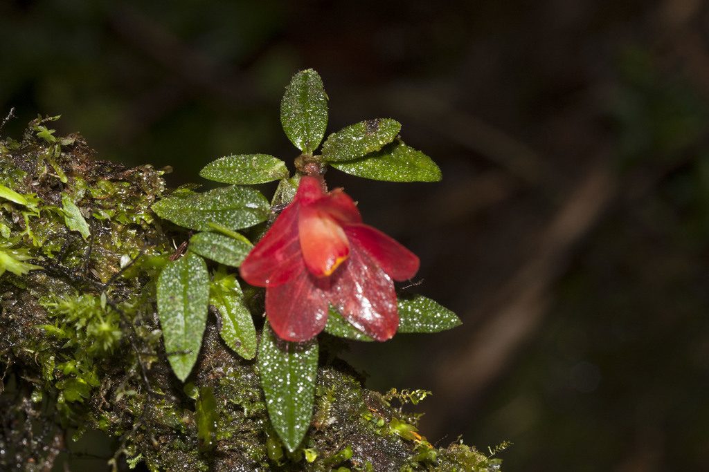 Dendrobium cuthbertsonii