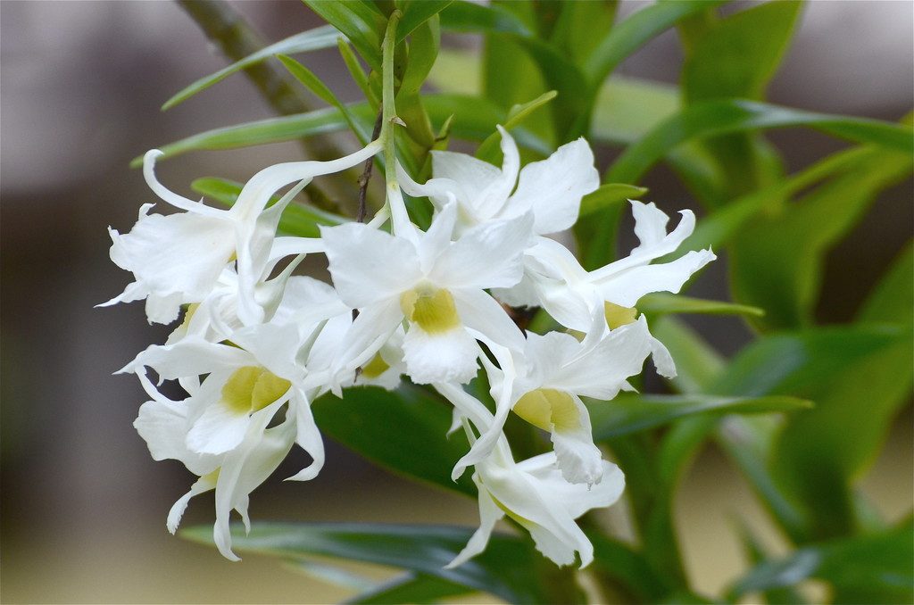 Dendrobium dearei