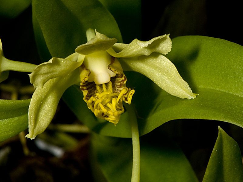 Dendrobium delacourii