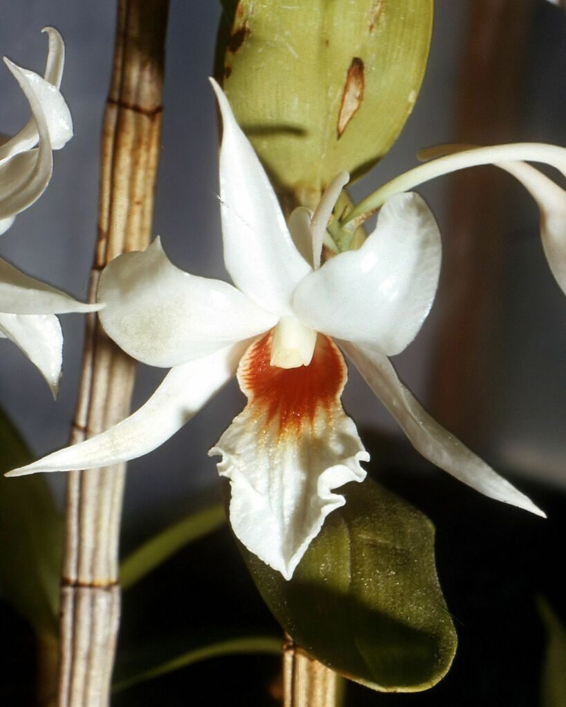 Dendrobium draconis