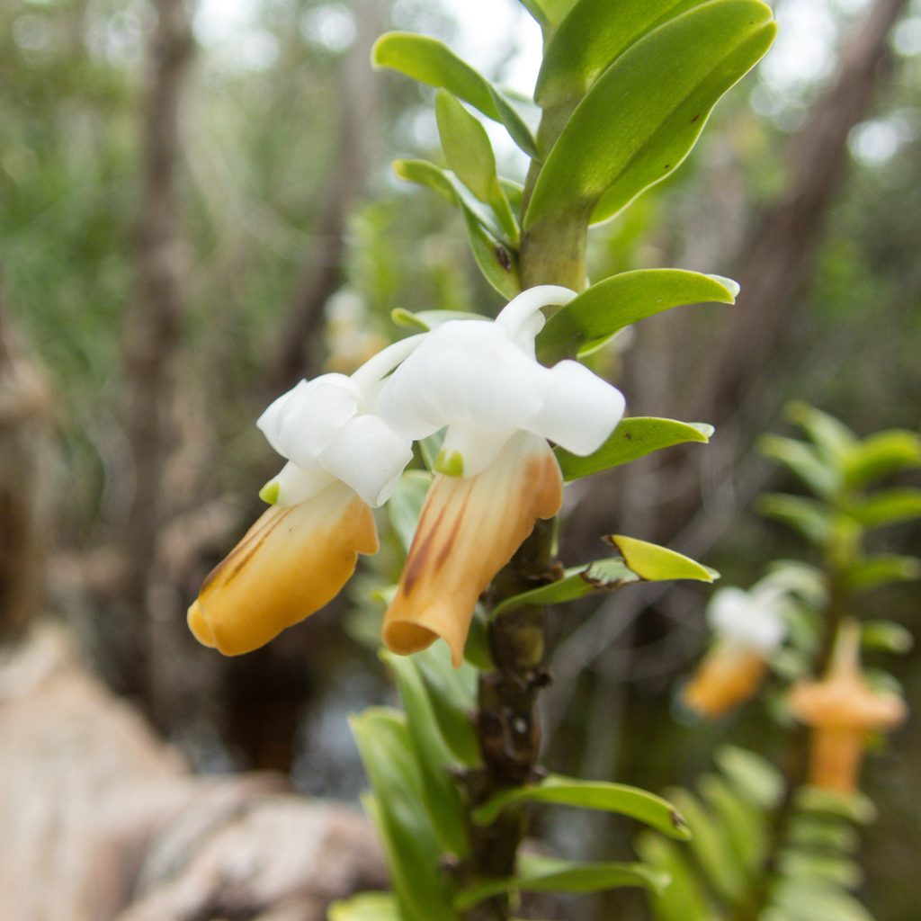 Dendrobium ellipsophyllum
