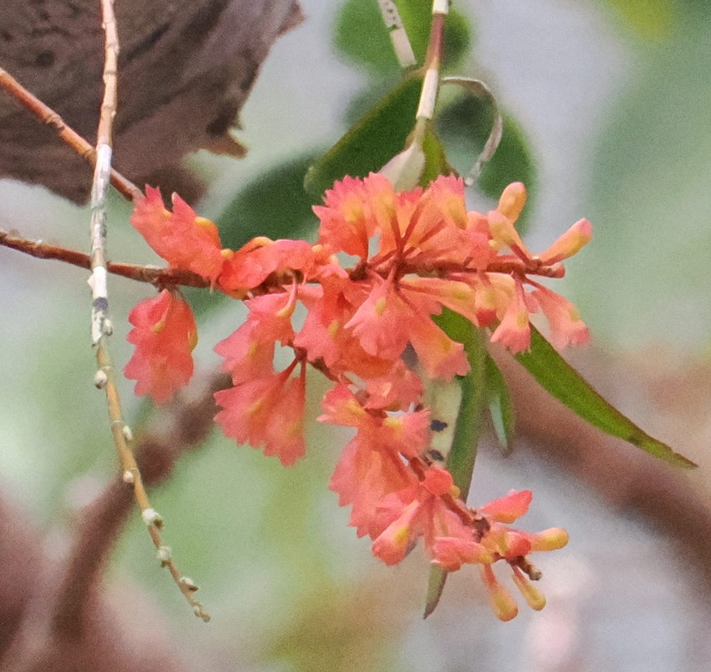 Dendrobium faciferum