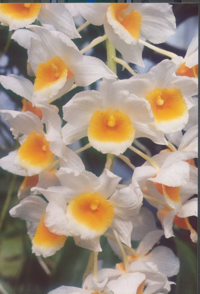 Dendrobium Memoria Christa Erdmann
