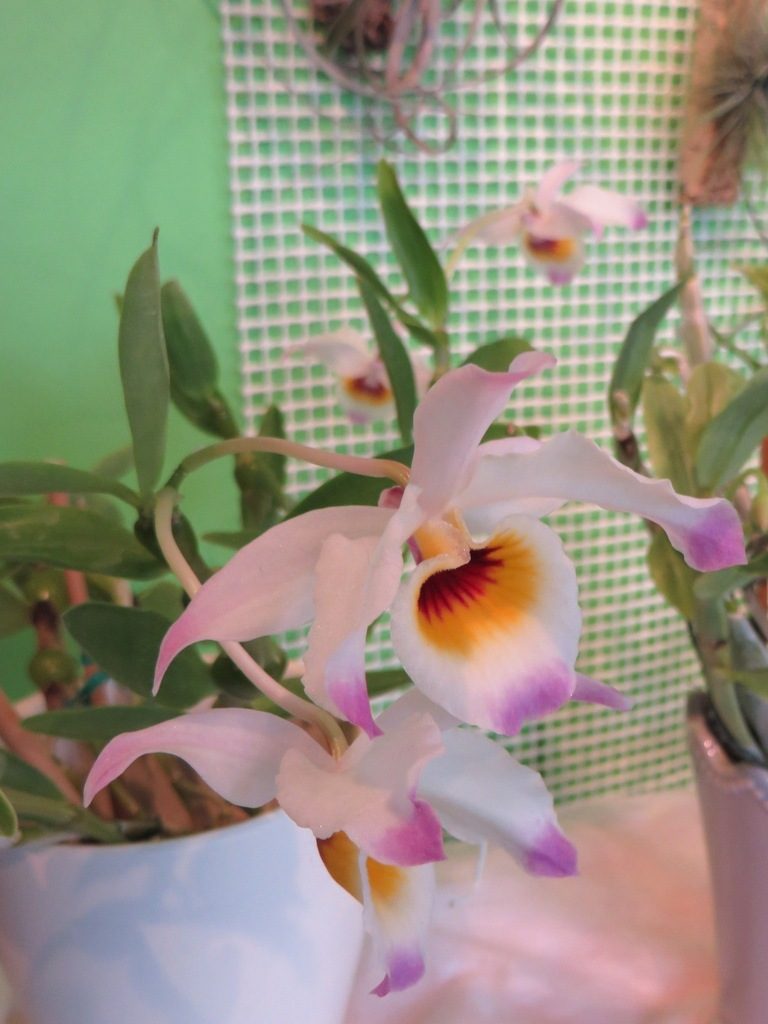 Dendrobium findlayanum