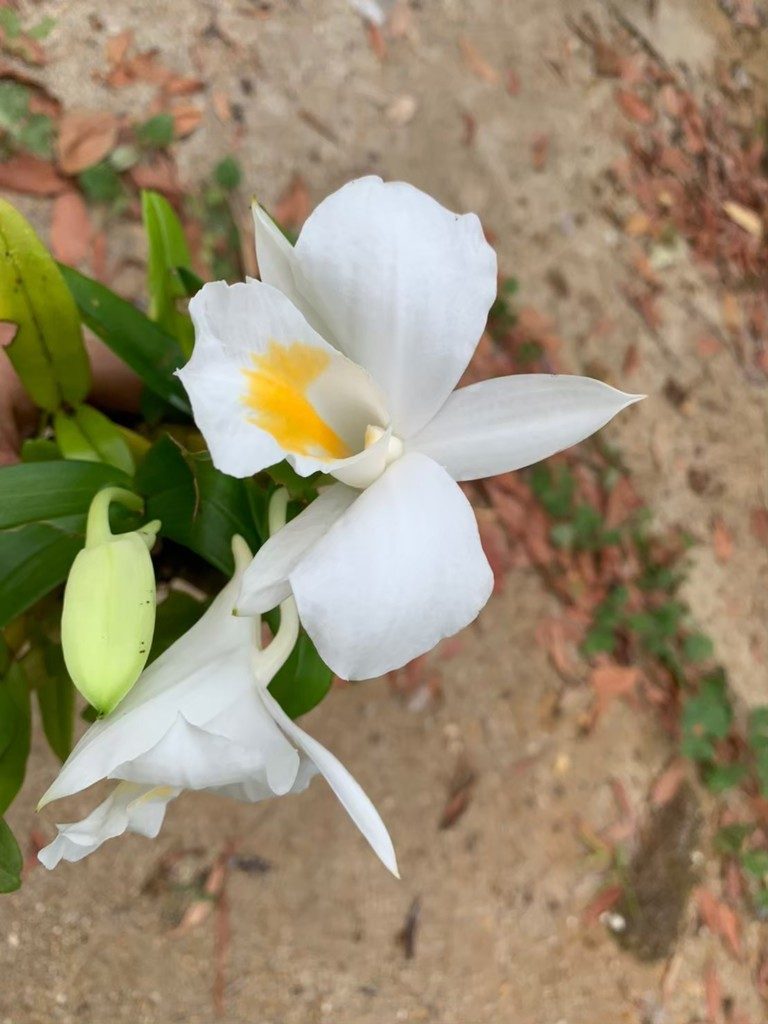 Dendrobium formosum