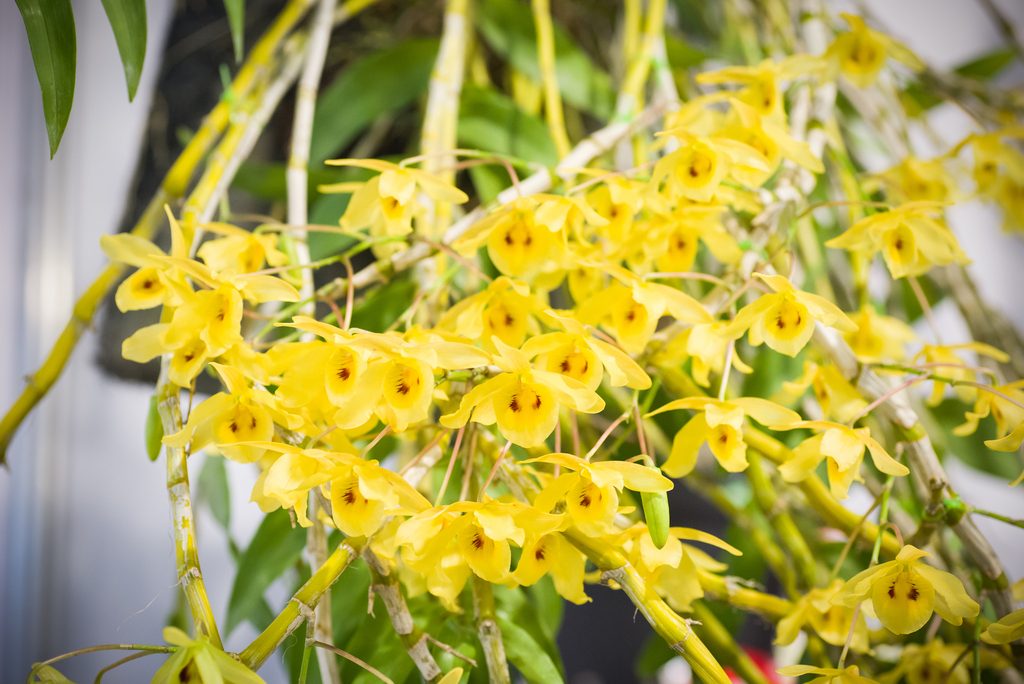 Dendrobium friedericksianum