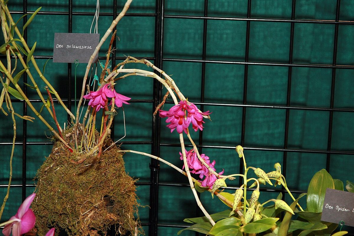 Dendrobium glomeratum