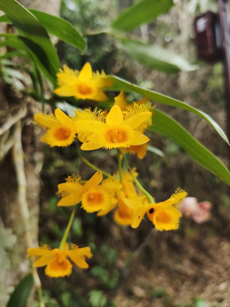 Dendrobium harveyanum