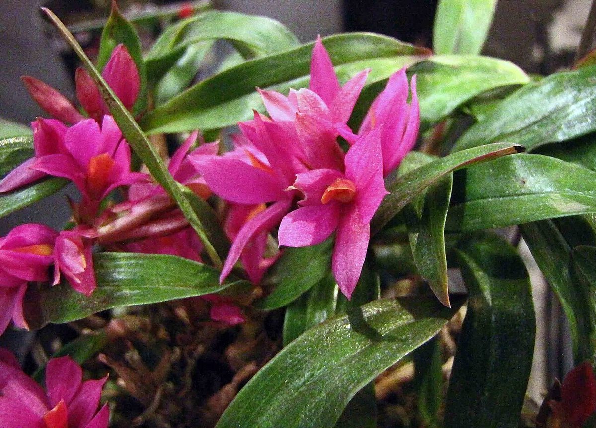 Dendrobium Hibiki