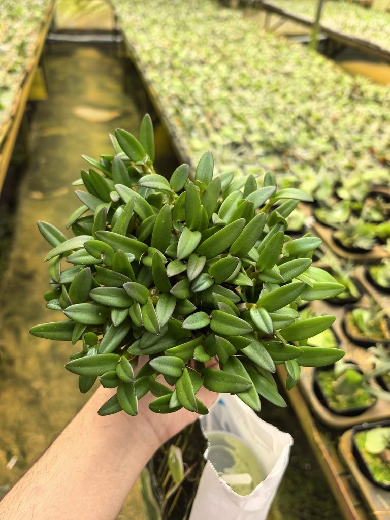 Dendrobium hymenanthum