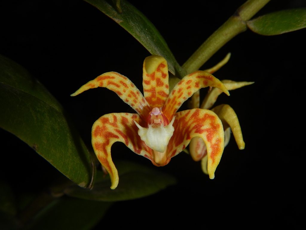 Dendrobium insigne