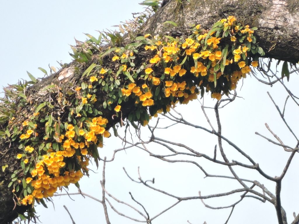 Dendrobium jenkinsii