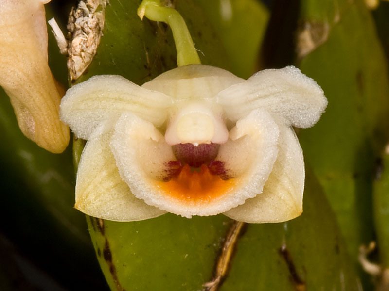 Dendrobium lamellatum