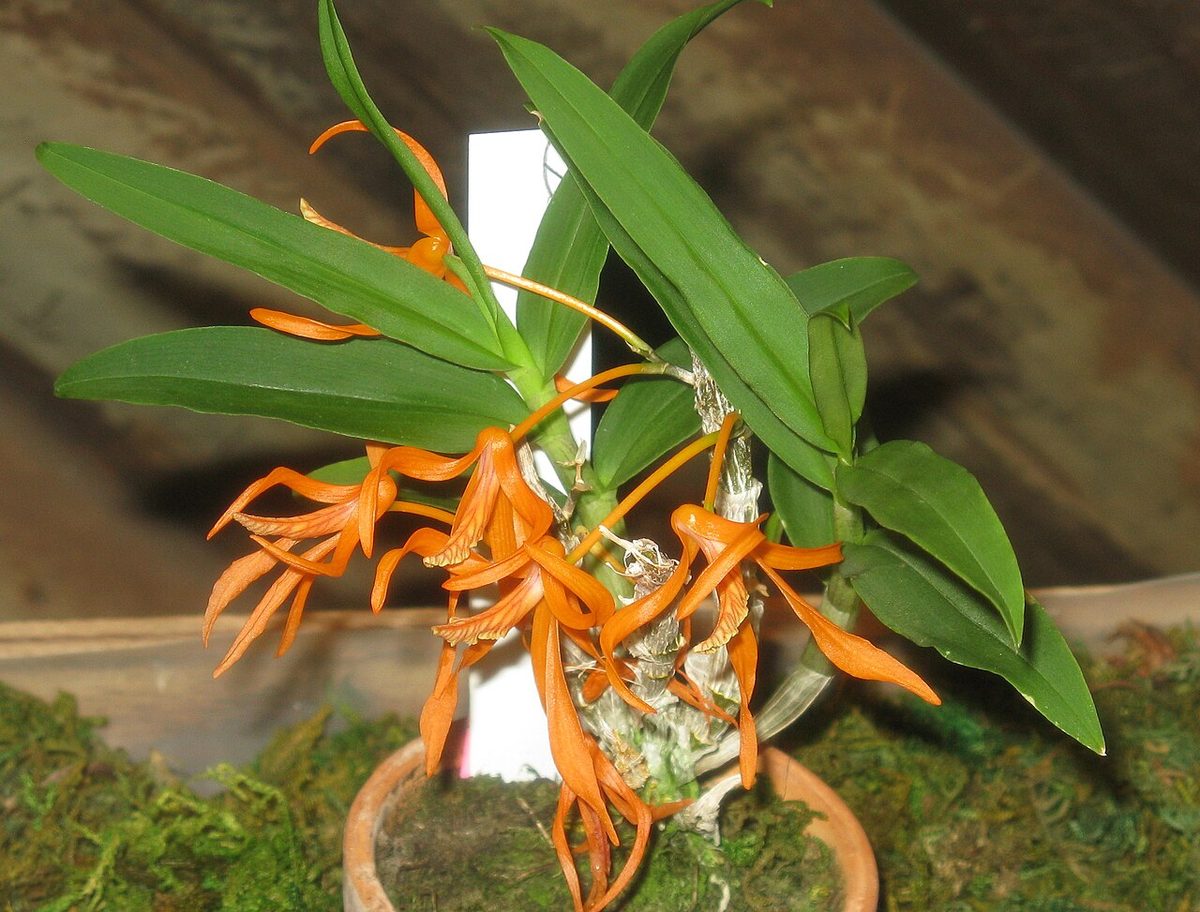 Dendrobium lamyaiae