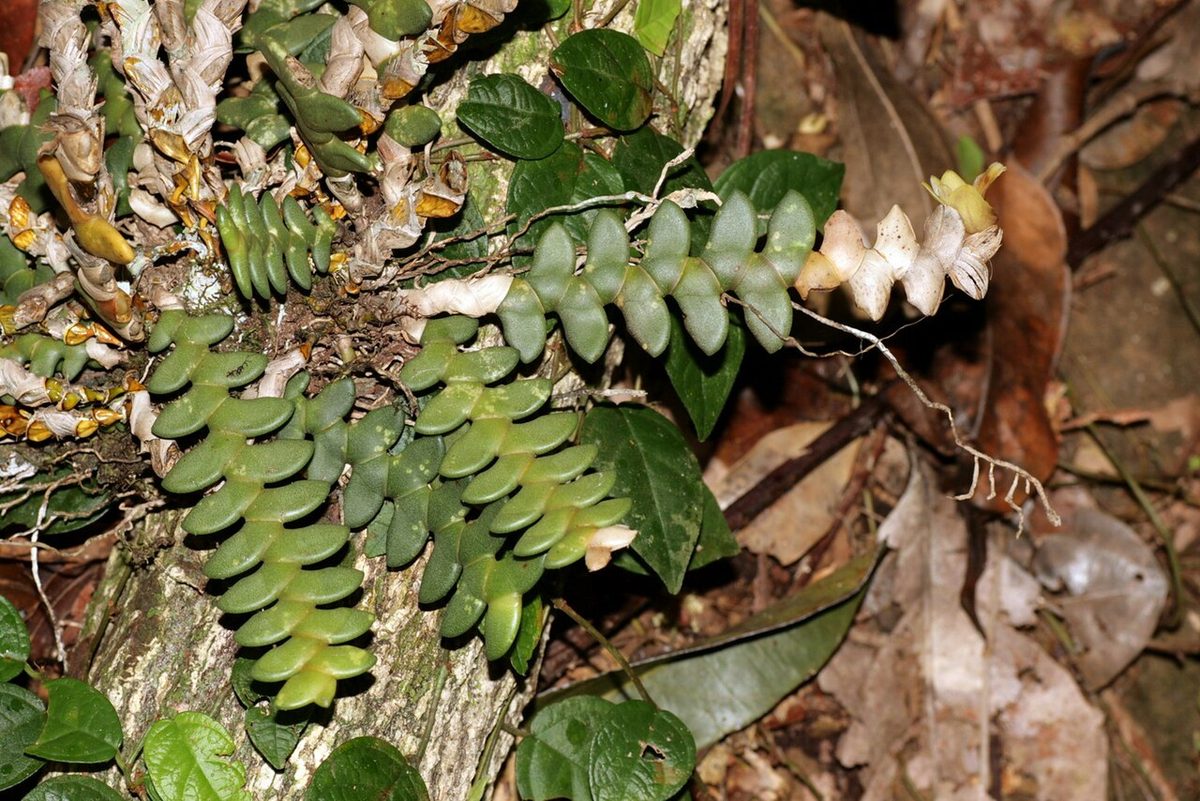 Dendrobium leonis