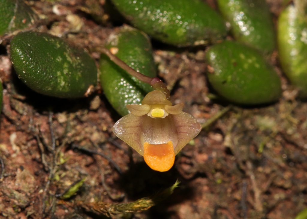 Dendrobium lichenastrum