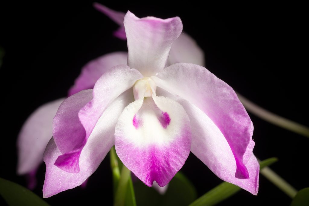 Dendrobium linawianum