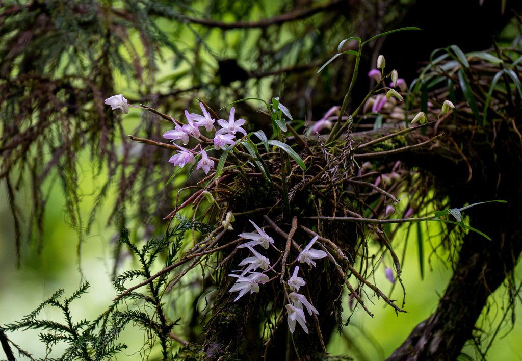 Dendrobium moniliforme