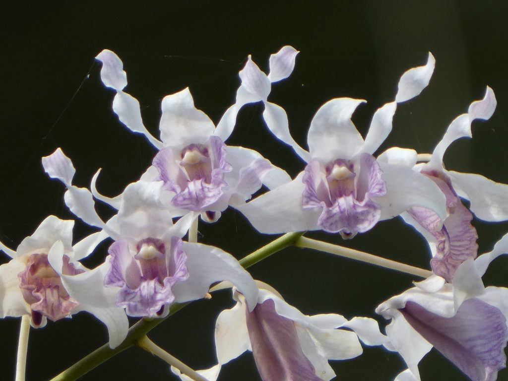 Dendrobium nindii