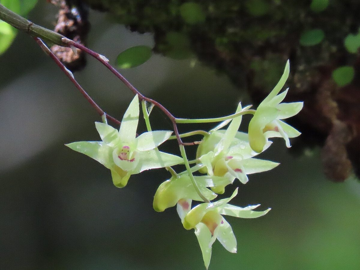 Dendrobium officinale