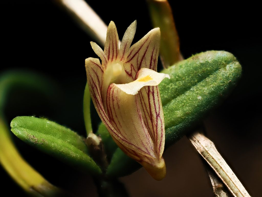 Dendrobium pachyphyllum
