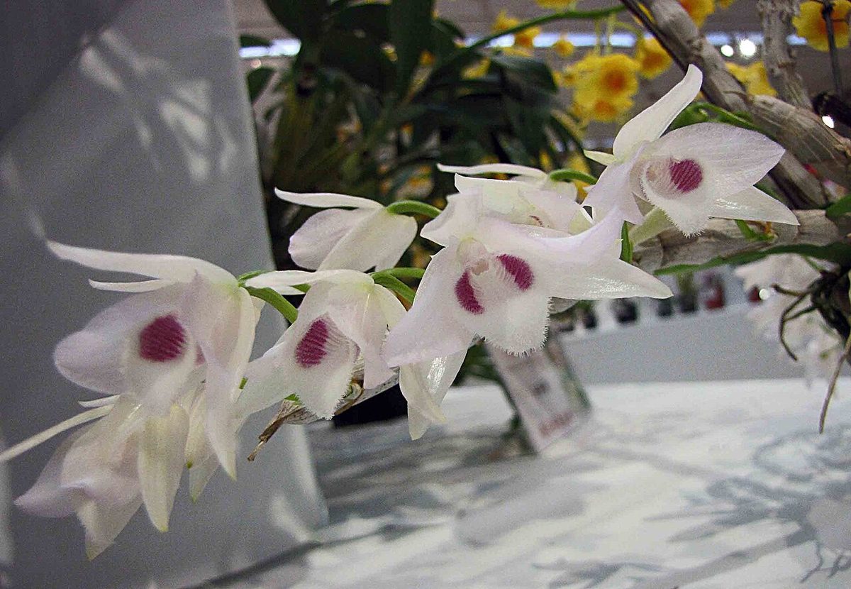 Dendrobium Nestor