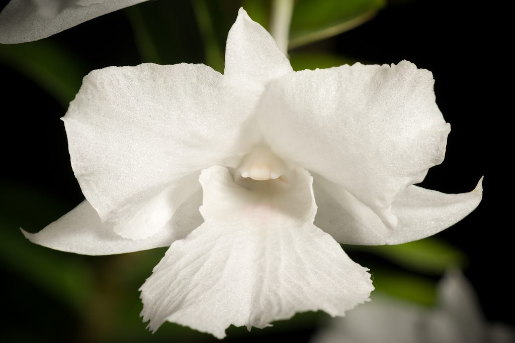 Dendrobium parthenium