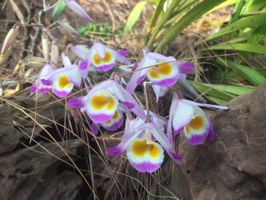 Dendrobium pendulum