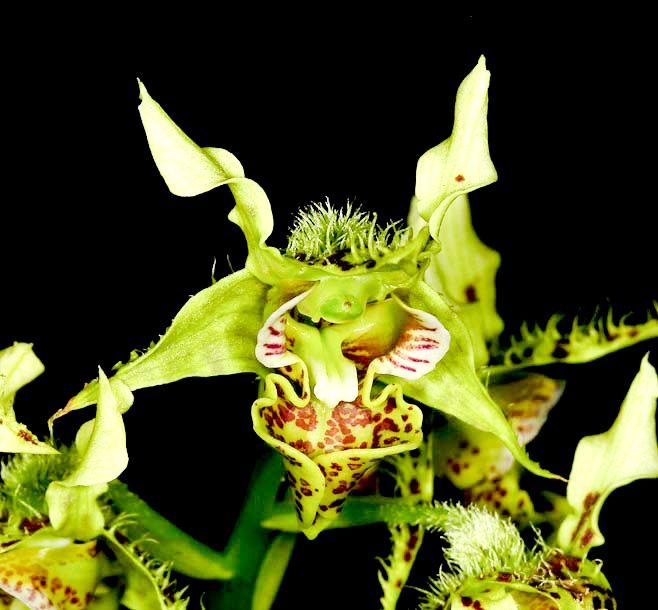 Dendrobium polysema