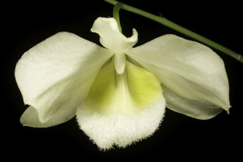 Dendrobium pulchellum