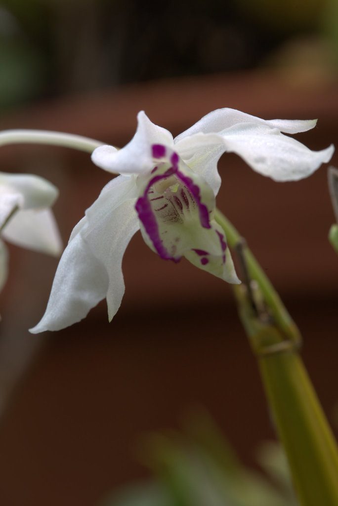 Dendrobium rhodostictum