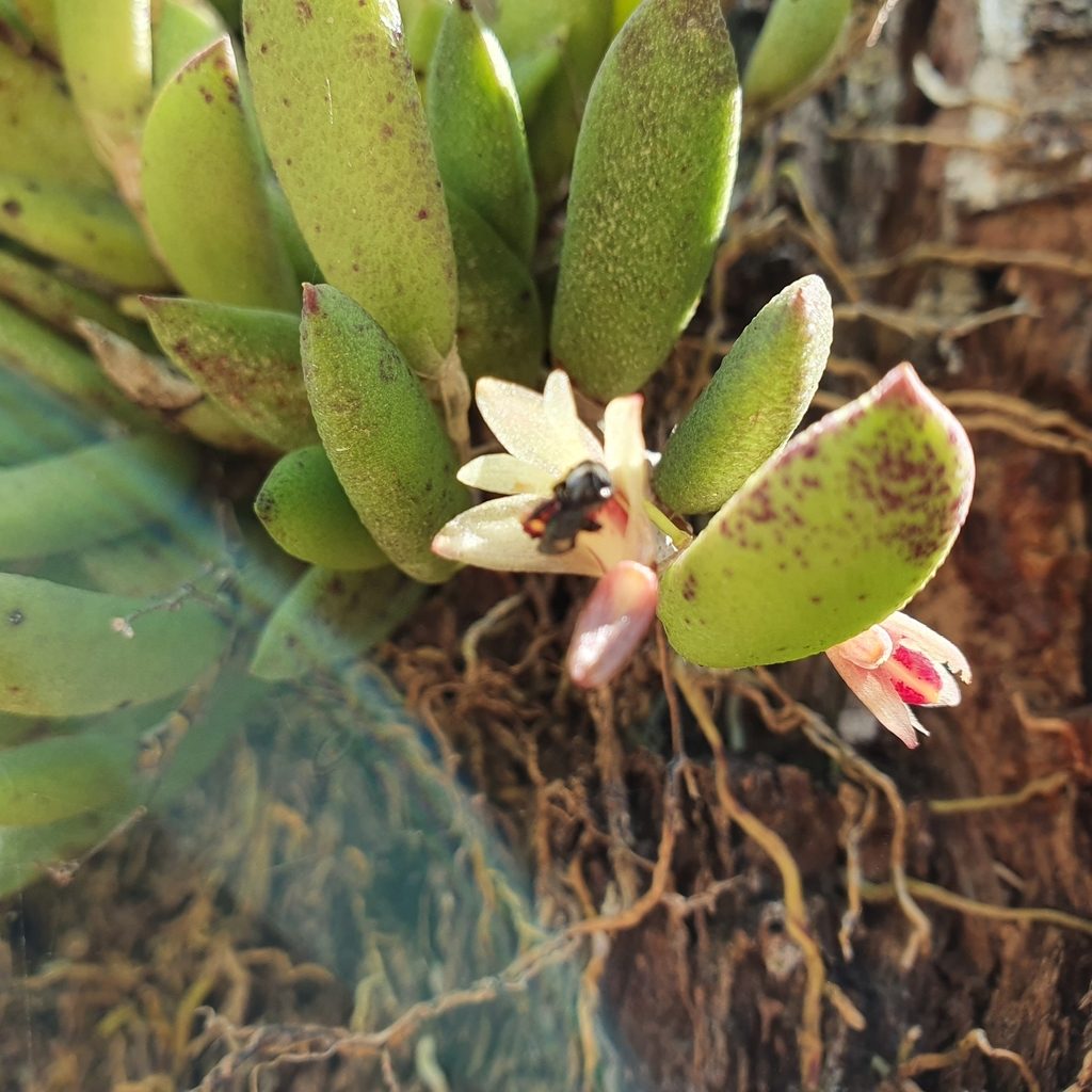 Dendrobium rigidum