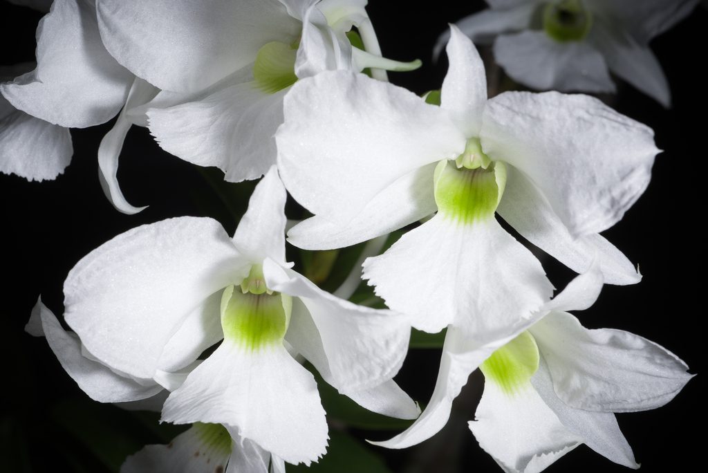 Dendrobium sanderae