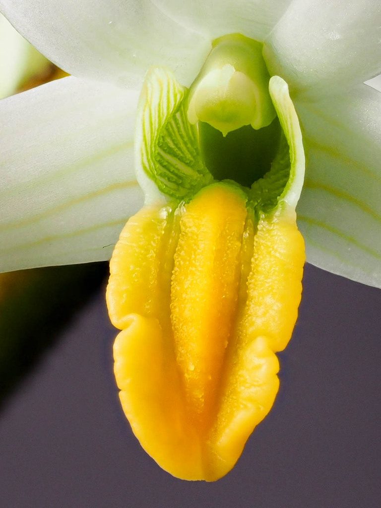 Dendrobium scabrilingue